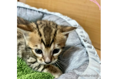 成約済の福岡県のベンガル-50174の1枚目